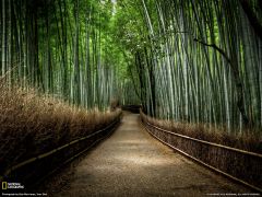 Tapeta National Geographic 650.jpg
